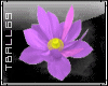 Lotus animated flower