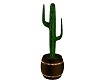 JACKS! cactus