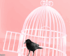Bird Cage 15 Pose Pink