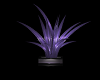 purple godess plant