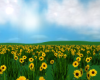 Venjii Spring Field