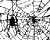 Web & Spider