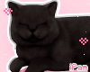 p. black cat