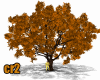 Autumn Leavy tree