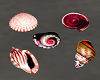 Sea Shells 2