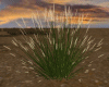 Short Ornamental Grass