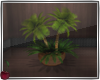 *S* Potted Palms
