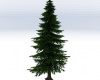 Tree Pine