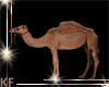 Egyptian Fillers 4