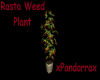 Rasta Weed Plant