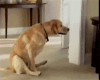 Funny Butt Scatch