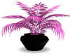 ~IDS~pinknblack plant