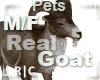 R|C Goat Brown M/F
