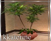 [kk] Sunset Plant 2