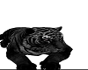 tigre nera pet