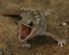 Hissing Gecko