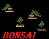 Bonsai's on shelves