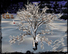 [Xms] winter cuddle tree