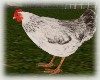 Animated farm chicken 2