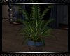 *Chances Plant