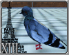 XIII Pigeon de Paris