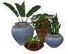 Houseplants 4 Pot Group