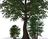 C- Trees Tree