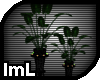 lmL Midnight Dual Plants