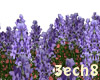 Lavender Flowers Field 2