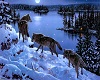 wolves in snow