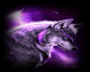 purple loup