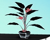 [BB] Malibu Plant