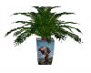 Gig-Elephant Fern Plant