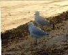 Seagulls