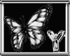 [Y] Butterflies Blacks