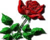 red friendship rose