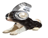 Doggie Radio