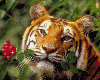 Tiger with a rose(anmtd)