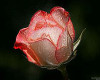 Red Glass Rose