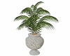 Classy Palm Tree