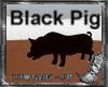 Black Piggy