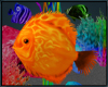 Orange Fish