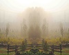 Misty Meadow BG