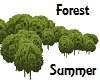 Summer Forest