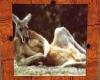 kangaroo picture