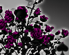 Cat~ Purple Roses Bush