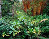 Jungle Plants Picture