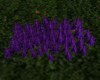 longue herbes violet