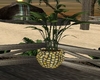 Tropical potted plant
