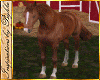 I~Chestnut Horse